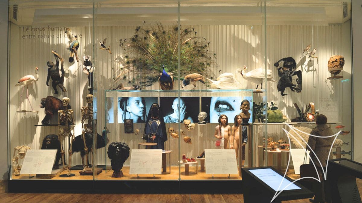 anthropological-museum