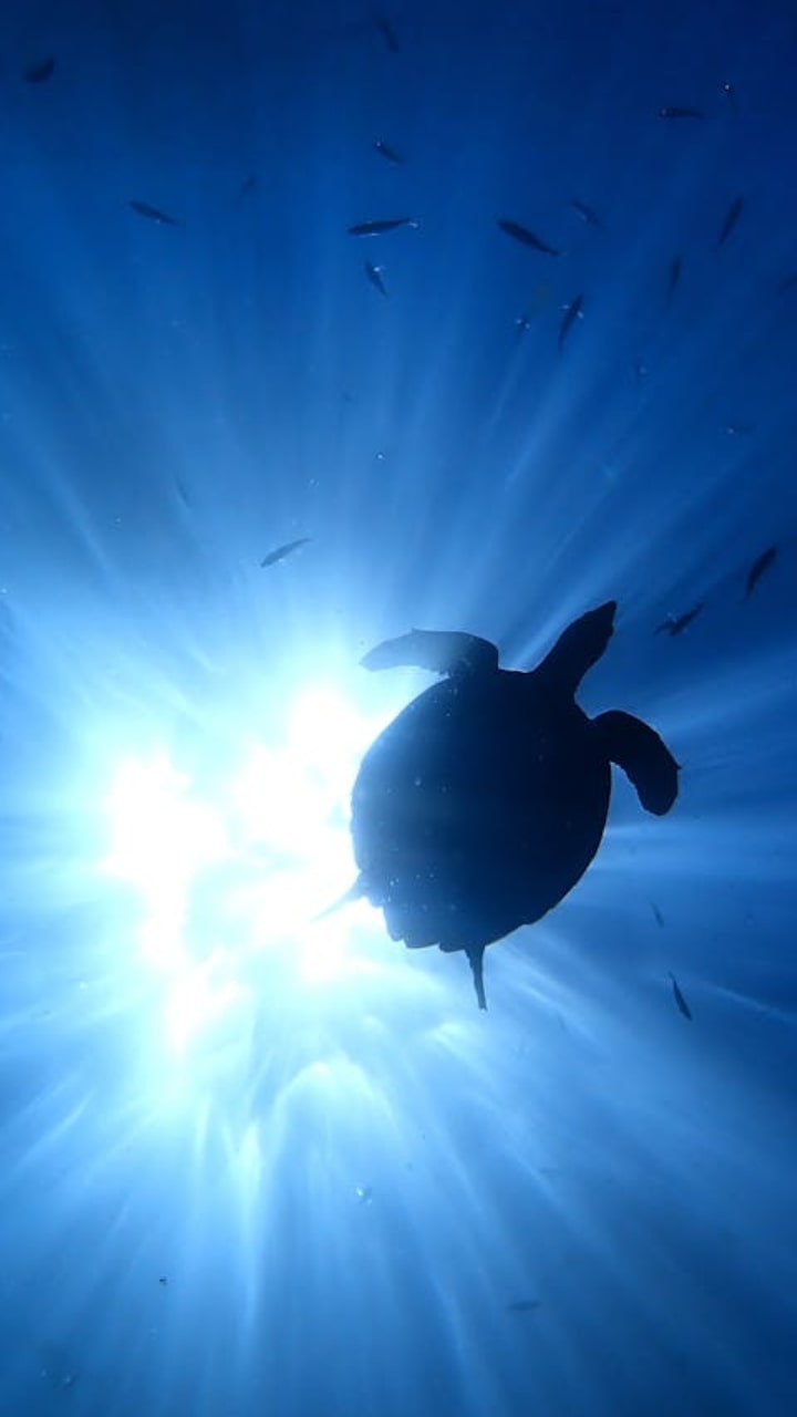 marine-life
